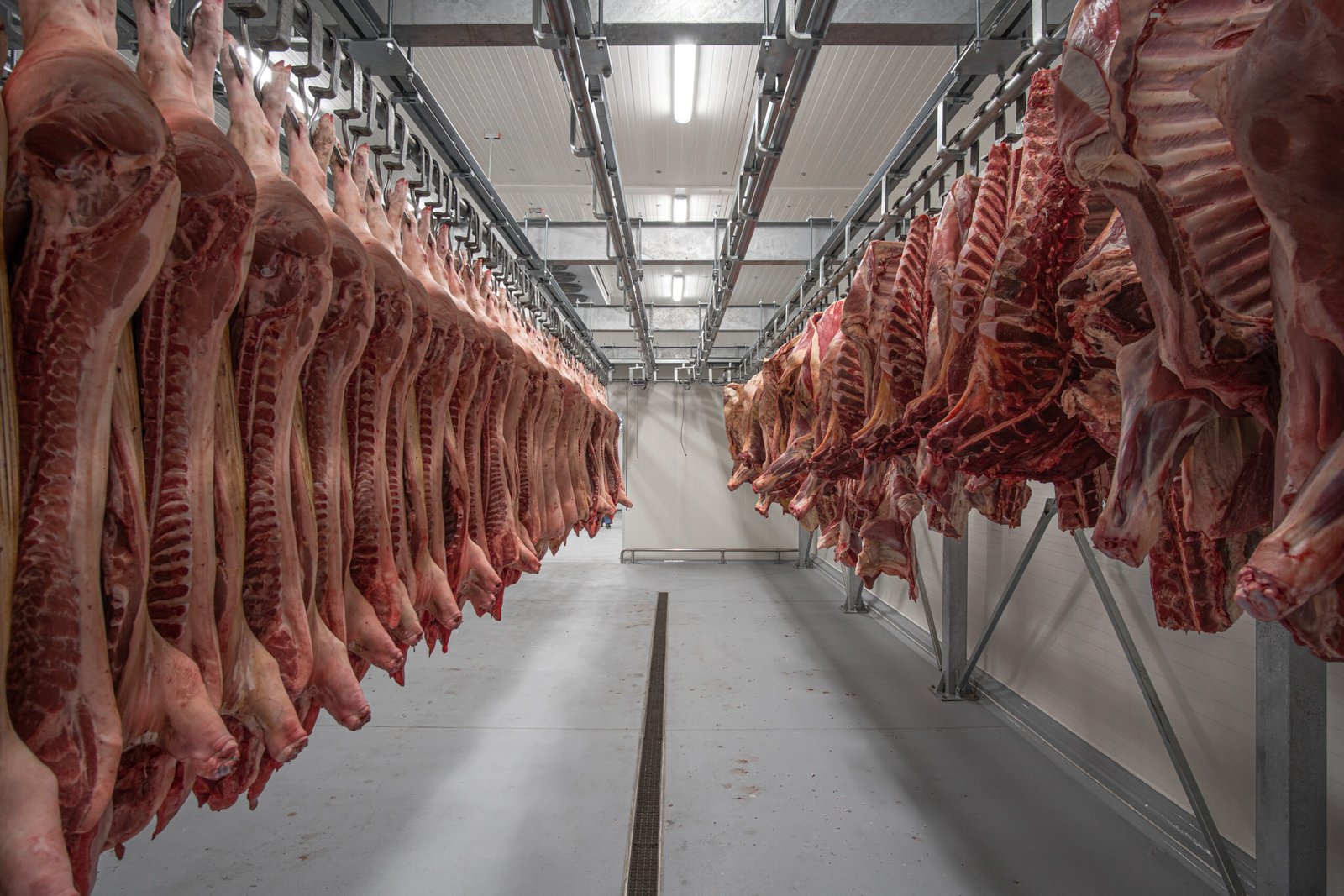 Cuarto frío de EL 70 para conservación y manejo de carne